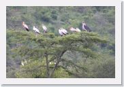 08AkageraAllDayGameDrive - 109 * Yellow-billed Storks.